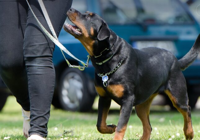 飼い主の責任はどこまで?ドッグラン事故と大型犬の賠償リスク、保険で備える方法