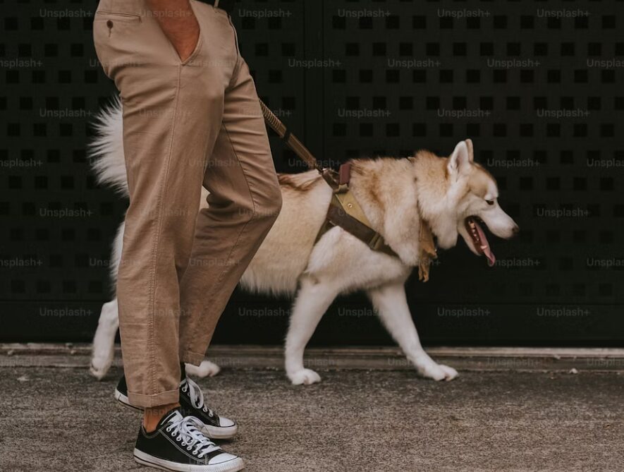 飼い主の責任はどこまで?ドッグラン事故と大型犬の賠償リスク、保険で備える方法