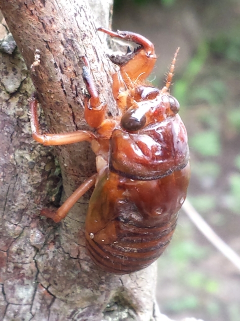セミの幼虫 採取禁止の理由とは? 食用・乱獲・条例の背景