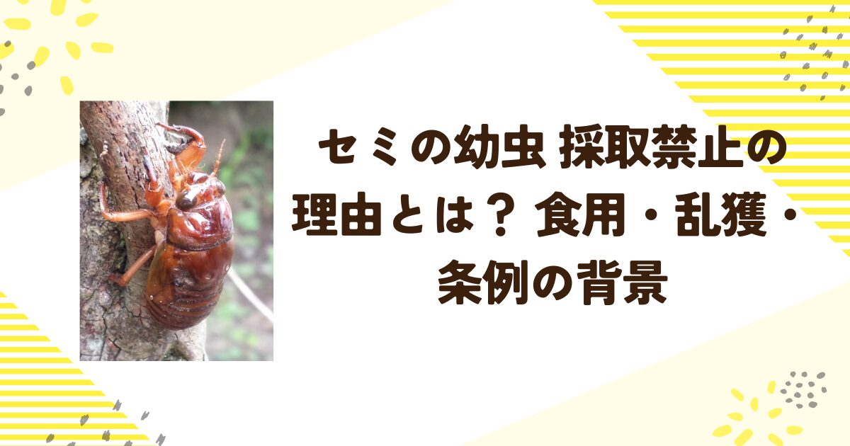 セミの幼虫 採取禁止の理由とは？ 食用・乱獲・条例の背景