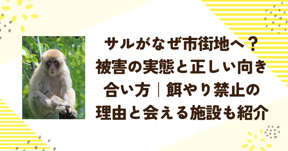 サルがなぜ市街地へ？被害の実態と正しい向き合い方｜餌やり禁止の理由と会える施設も紹介