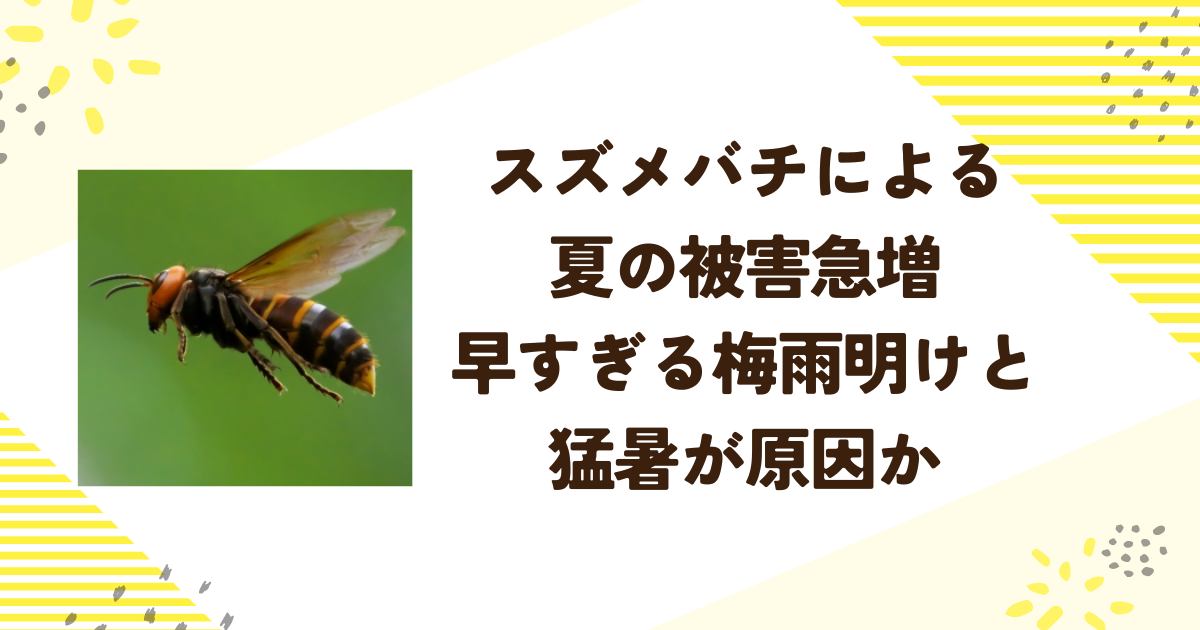 スズメバチによる夏の被害急増：早すぎる梅雨明けと猛暑が原因か