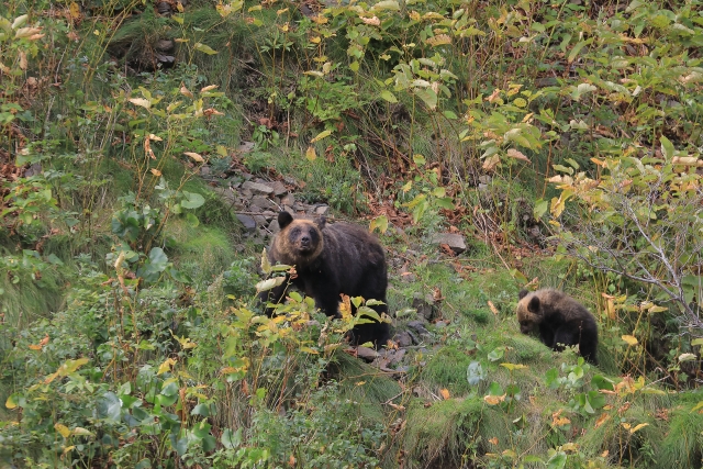 クマ被害