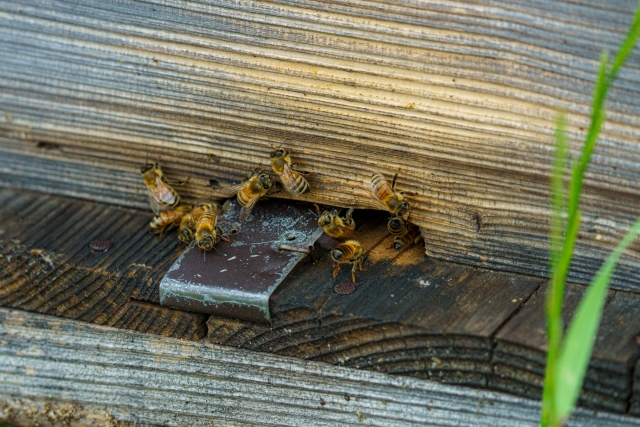 ミツバチ