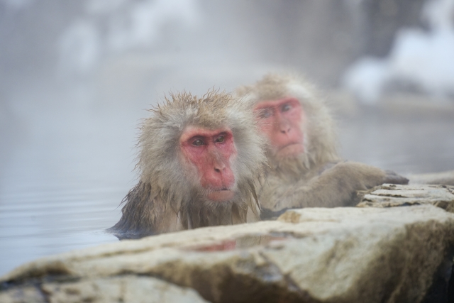 サル