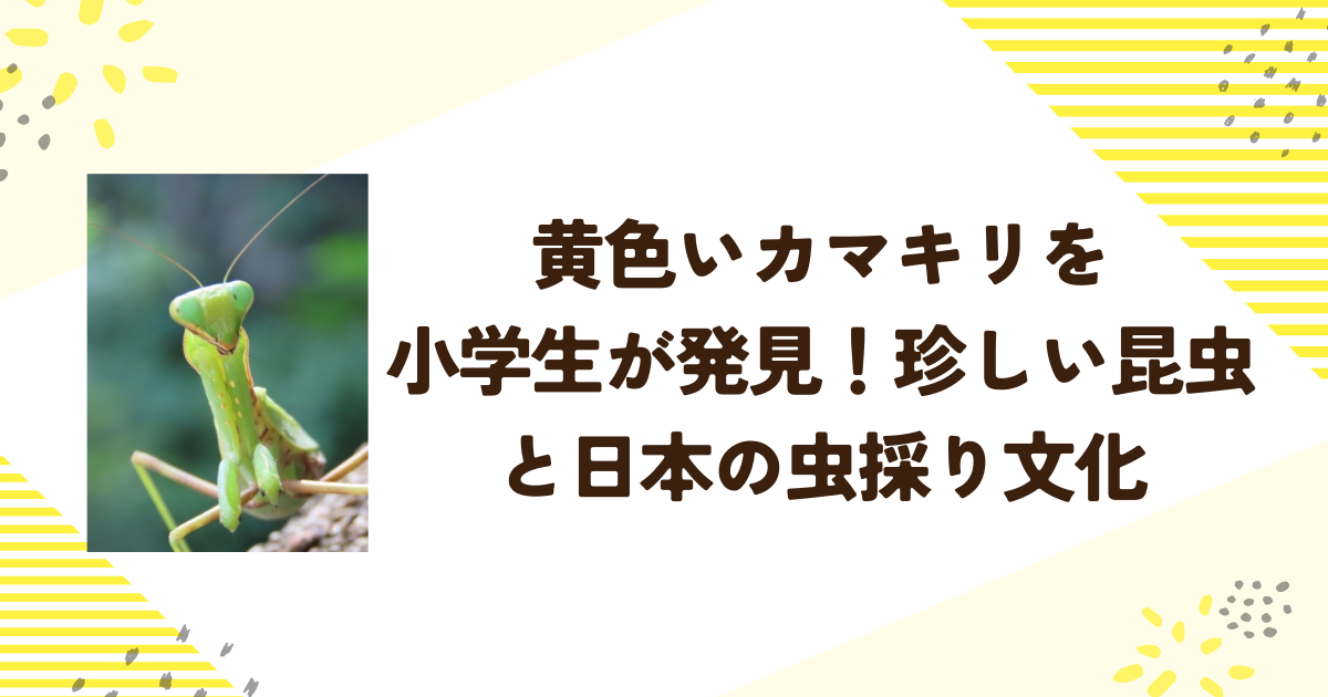 黄色いカマキリを小学生が発見！珍しい昆虫と日本の虫採り文化