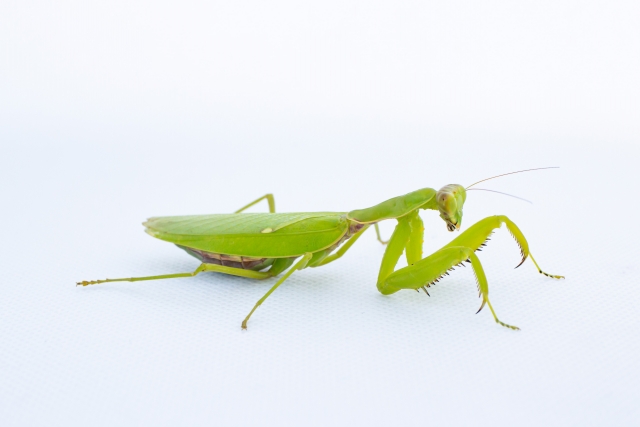 ハラビロカマキリ
