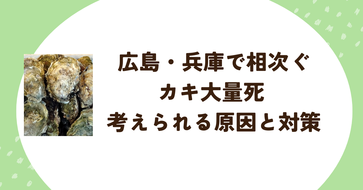 広島・兵庫で相次ぐカキ大量死 考えられる原因と対策