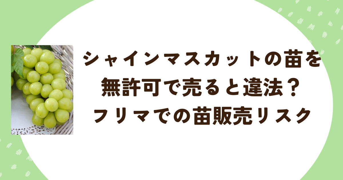 シャインマスカットの苗を無許可で売ると違法？フリマでの苗販売リスク