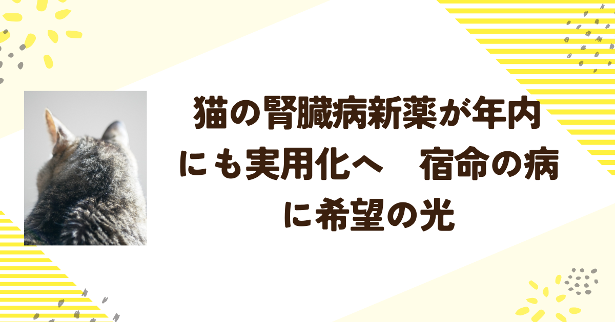 猫の腎臓病新薬が年内にも実用化へ　宿命の病に希望の光