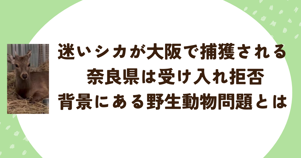 迷いシカが大阪で捕獲される　奈良県は受け入れ拒否　背景にある野生動物問題とは
