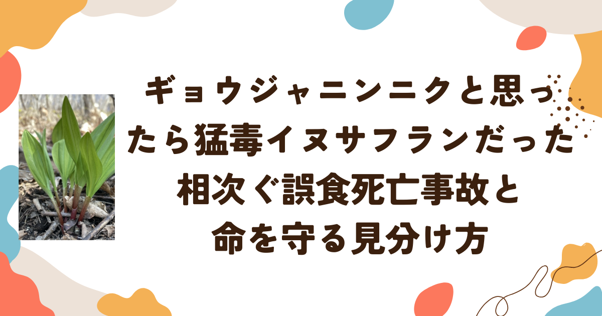 ギョウジャニンニクとイヌサフランだった　相次ぐ誤食死亡事故と命を守る見分け方