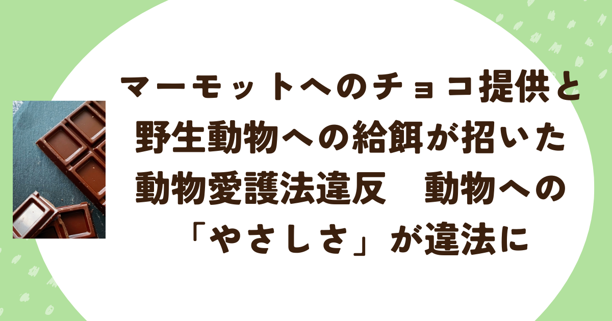 マーモットへのチョコ提供と野生動物への給餌が招いた動物愛護法違反　動物への「やさしさ」が違法に