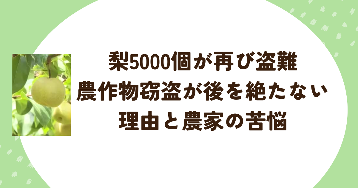 梨5000個が再び盗難　農作物窃盗が後を絶たない理由と農家の苦悩