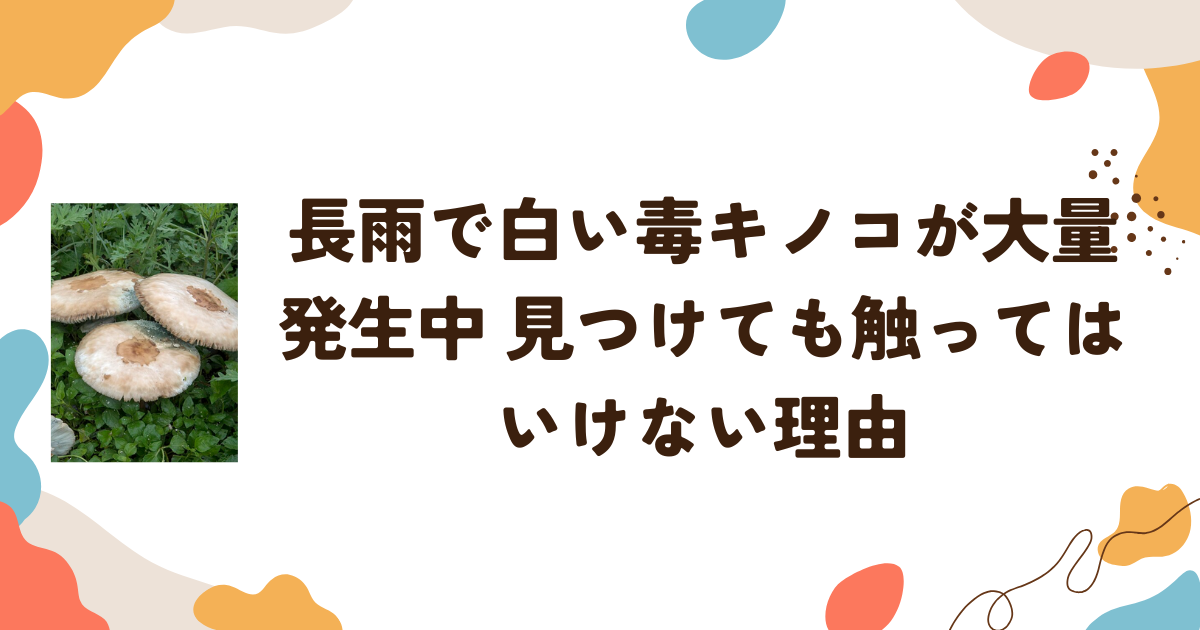 長雨で毒キノコが大量発生中　見つけても触ってはいけない理由