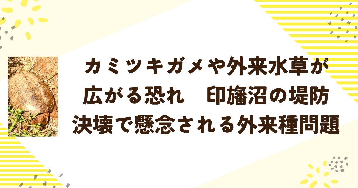 カミツキガメや外来水草が広がる恐れ　印旛沼の堤防決壊で懸念される外来種問題